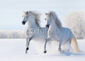 Naklejki Two white horses gallop on snow field