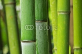 Naklejki Bambus - bamboo 48