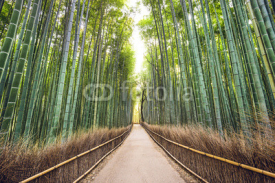 Naklejki Bamboo Forest, Kyoto, Japan