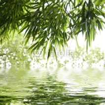 Fototapety reflets de feuilles de bambous