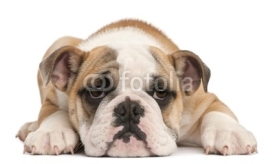 Naklejki English bulldog puppy, 4 months old, lying