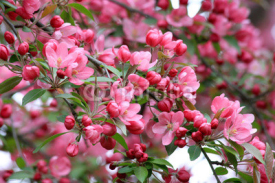 Naklejki Spring apple flowers background