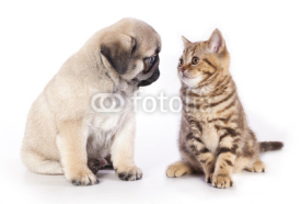 Fototapety pug puppy and kitten