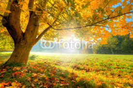 Naklejki Beautiful autumn tree with fallen dry leaves