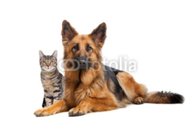 Obrazy i plakaty cat and a German Shepherd dog