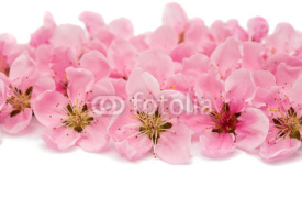 Naklejki Cherry blossom, sakura flowers isolated