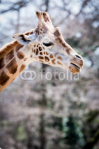 Naklejki Portrait de girafe