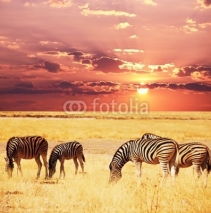 Naklejki Zebras