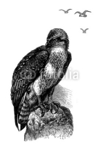Naklejki Osprey - Balbuzard Pêcheur - Fischadler