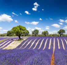 Naklejki Lavande Provence France / lavender field in Provence, France