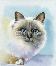 Obrazy i plakaty Siamese cat