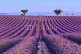 Naklejki Lavender field in the summer-France