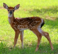 Fototapety Spotted Fawn
