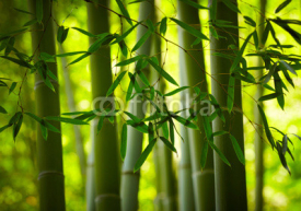 Fototapety Bamboo forest background