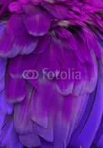 Naklejki Purple and blue feathers of a macaw.