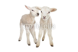 Naklejki Two little lambs
