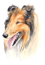 Fototapety watercolor - collie