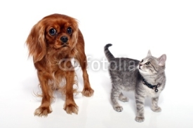 Fototapety Hund Cavalier und kleine Katze stehend
