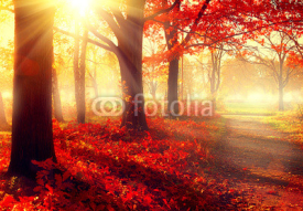Naklejki Fall scene. Beautiful autumnal park in sunlight