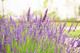 Naklejki Lavender flowers blooming background