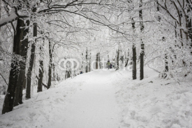 Fototapety Winter in Beskidy mountains near Szyndzielnia, Klimczok and Blatnia, Beskid Slaski, Poland