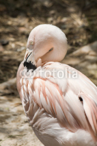 Naklejki Portrait of red flamingo, close up