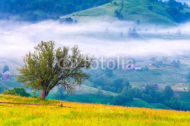 Fototapety Lonely tree in the misty morning in mountains