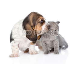 Naklejki Kitten and basset hound puppy together. isolated on white backgr