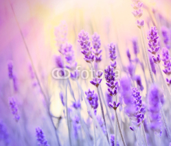 Naklejki Lavender lit by sun rays