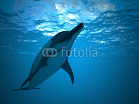 Naklejki Dolphin under water