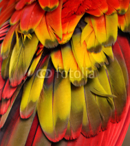Fototapety Yellow, red, and orange feathers of a macaw.