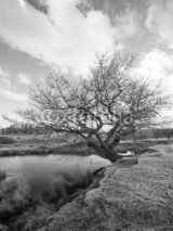Naklejki Black and White image of an old Tree by a pond