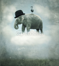 Fototapety Fantasy elephant flying