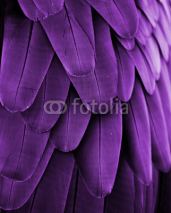 Obrazy i plakaty Violet Feathers