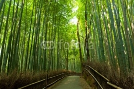 Naklejki Bamboo grove