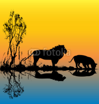 Fototapety Lion Waterhole