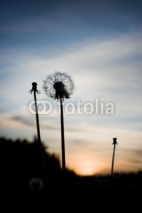 Naklejki Close up of silhouette of dandelion at sunset