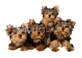 Fototapety Four yorkshire puppies
