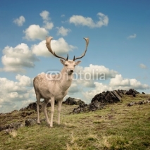Naklejki Male Stag Deer on a Mountain