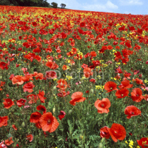 Obrazy i plakaty Unwanted red poppies overgrowing farmers oilseed rape crop