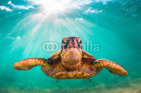 Fototapety Endangered Hawaiian Green Sea Turtle cruises in the warm waters of the Pacific Ocean in Hawaii