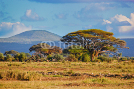 Naklejki Savanna landscape in Africa, Amboseli, Kenya