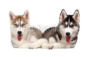Fototapety Two Siberian Husky Puppy isolated on White 