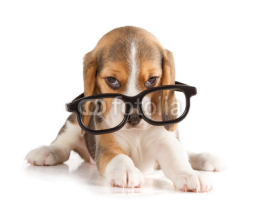 Obrazy i plakaty Cute Beagle Puppy