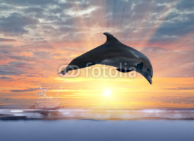 Naklejki dolphin jumping above sunset sea