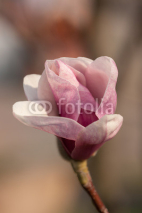 Naklejki pink magnolia flower in spring