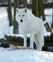 Fototapety Polar wolf