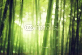 Naklejki Bamboo Forest