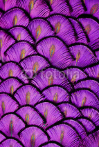 Obrazy i plakaty Purple Feathers
