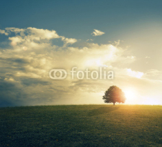 Fototapety Sunset in grassy field.